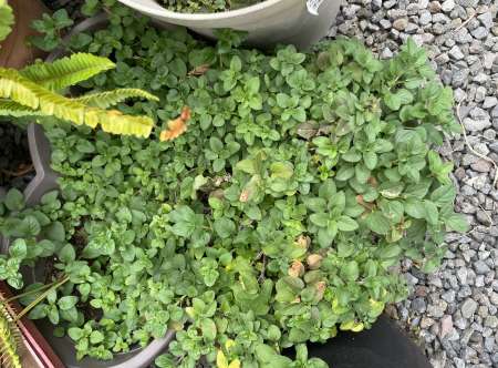 Homme h�t�ro disponible pour vous mesdames